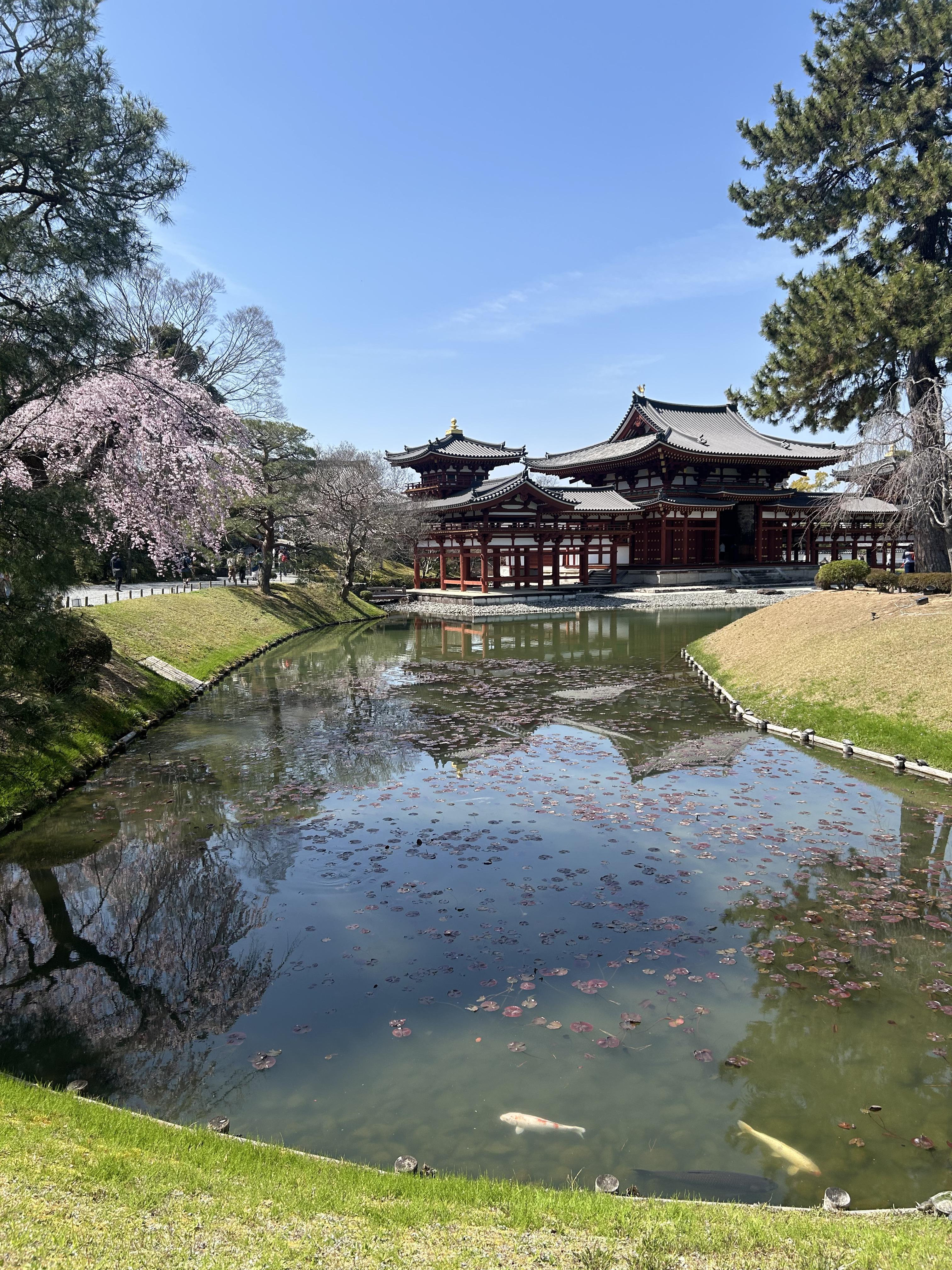 大阪獨旅櫻花